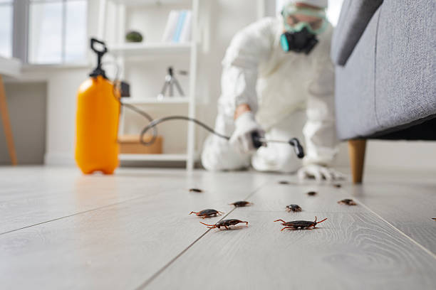 Affordable Termite Control solutions in Penhook, VA